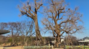 방방곳곳 당진점 주변 가볼 만한 곳 아미산, 면천읍성, 예산 예당호 출렁다리 그리고 회원후기