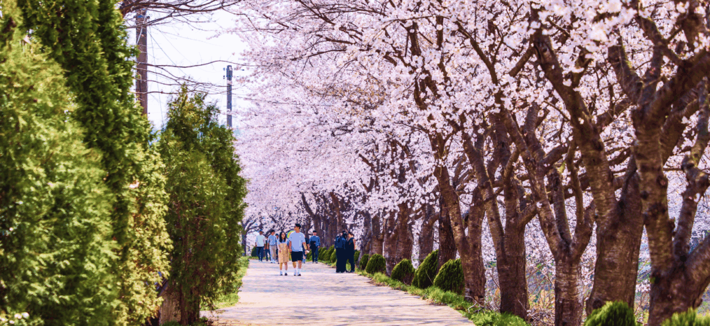 2026년 4월 당진 축제, 기지시줄다리기 축제 & 당진순성 벚꽃축제