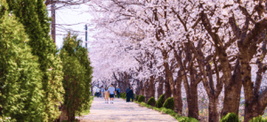 2026년 4월 당진 축제, 기지시줄다리기 축제 & 당진순성 벚꽃축제